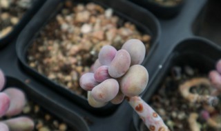 多肉植物桃蛋怎么养 多肉植物桃蛋养殖方法