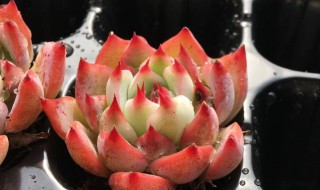 多肉植物水蜜桃怎么养 多肉水蜜桃怎么养护