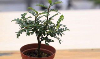香木盆栽怎么养 香木盆栽怎么养护和浇水