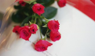 送花给女朋友送什么花 送花给女朋友送什么花合适
