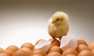 老母鸡孵出小鸡怎么处理 老母鸡孵出小鸡怎么处理好