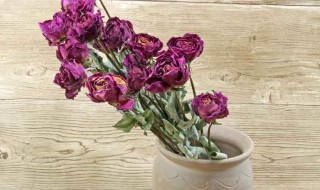 干花不吉利是真的吗（干花不吉利?）