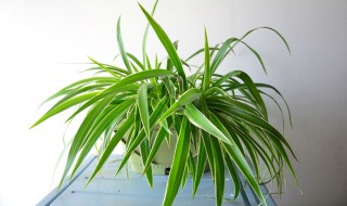 吊兰长得太高怎么处理 吊兰长得太高怎么处理好看