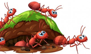 灭大蚂蚁的方法（灭大蚂蚁的方法是什么）