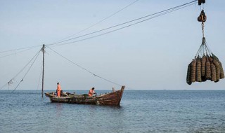 养贝壳的方法（养贝壳的方法有哪些）