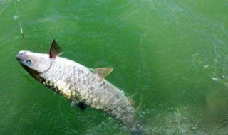 钓鱼时自己怎么做能钓到鱼 教你怎么钓鱼