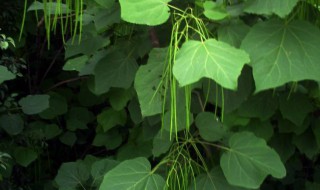 金钱桐树的养殖方法（客厅最旺三种绿植）