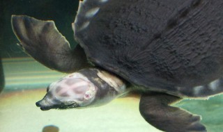 猪鼻龟最好养殖方法 猪鼻龟最好养殖方法视频