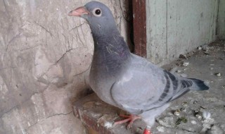 鸽子总打架怎么处理（鸽子总打架怎么办）