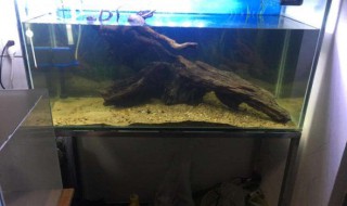 鱼缸死鱼怎么处理缸 鱼缸死鱼了