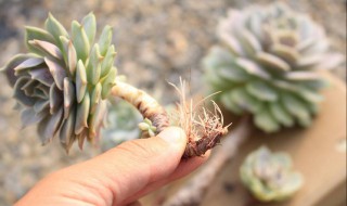 多肉生气根怎么处理 多肉生气根怎么处理好