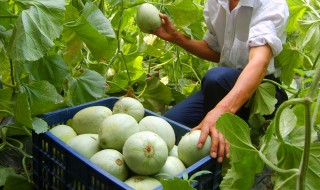 甜瓜小苗期施肥方法（甜瓜小苗打什么叶面肥）