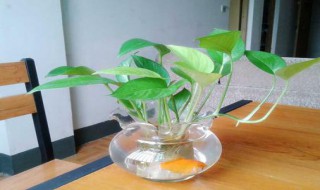 鱼缸绿萝的水培方法（鱼缸绿萝的水培方法有哪些）