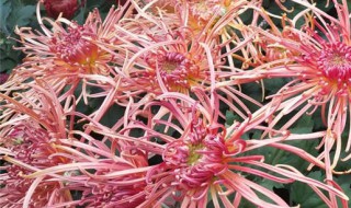 菊花叶子有斑怎么处理（菊花叶子有斑点怎么办）