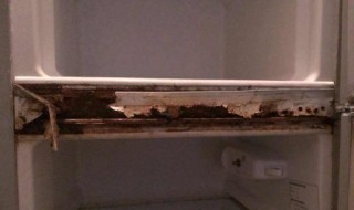 冰箱门有锈迹怎么处理 冰箱门有锈迹怎么处理干净