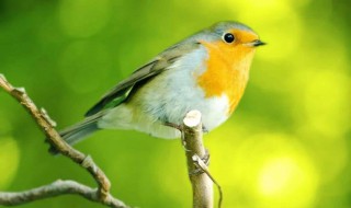 怎么做孵鸟蛋神器 怎么做孵鸟蛋神器教程