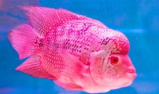 罗汉鱼最佳喂食方法（罗汉鱼最佳喂食方法是什么）