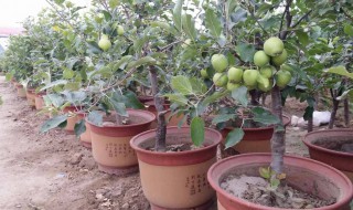 苹果树盆景修剪方法（苹果树盆栽怎么修剪视频）