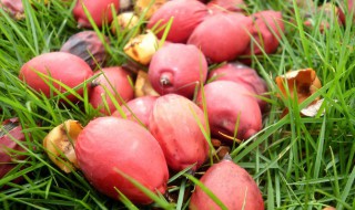 没有熟的椰枣怎么处理（没有熟的椰枣怎么处理好）