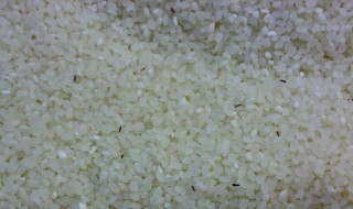 大米生的小黑虫怎么处理（大米生的小黑虫怎么处理干净）