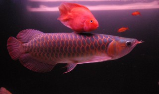 龙鱼老是撞缸怎么处理（龙鱼老是撞缸怎么处理呢）