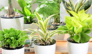 卧室放什么植物好 女生卧室放什么植物好