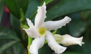 风车茉莉的养殖方法（风车茉莉的养殖方法和注意事项视频）