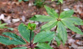 七叶一枝花的种植方法（七叶一枝花功能主治男性）