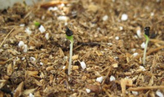 康乃馨种子的种植方法（康乃馨种子的种植方法视频）