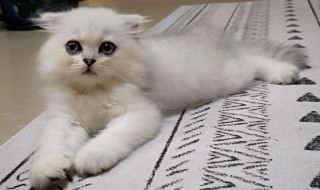 驱赶猫长期有效好办法 驱赶猫长期有效好办法 知乎