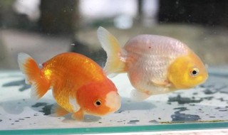 兰寿金鱼饲养技巧（兰寿金鱼饲养技巧 兰寿金鱼）
