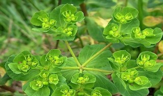猫眼花养护技巧（猫眼花养护技巧视频）