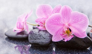 兰花栽培入门 兰花栽培入门如图7-3