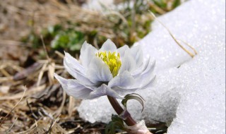 雪莲花泡酒（雪莲花泡酒的最佳配方）