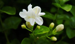 茉莉花家庭养殖方法 茉莉花家庭养殖方法视频