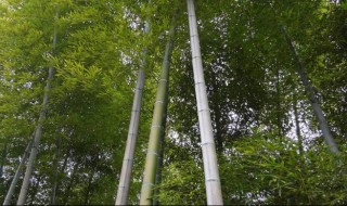 毛竹怎么处理防虫（毛竹如何防虫蛀）