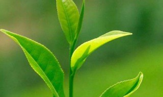 绿茶变味怎么处理 绿茶变味怎么处理好