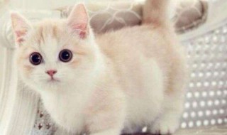 奶猫眼屎怎么处理（奶猫眼屎怎么处理干净）
