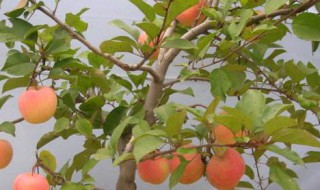 养果树的方法 果树养殖技术