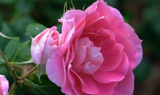 月季花病怎么处理（月季花 病）