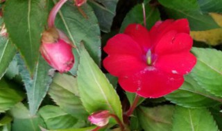 凤仙花传播种子的方法（凤仙花传播种子的方法有哪些二年级仿写）