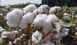 棉花的取样方法 棉花的取样方法图片