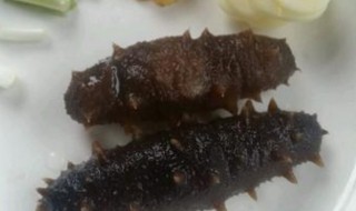 海参的解冻方法 海参的解冻方法视频教程