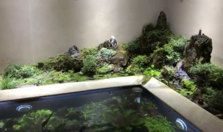 鱼池里水草怎么处理（鱼池里水草太旺盛太多怎么能去掉它）