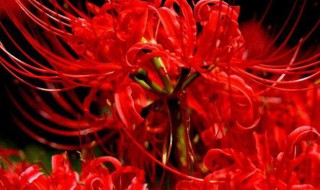 彼岸花为什么叫死人花（彼岸花是国家几级保护花）