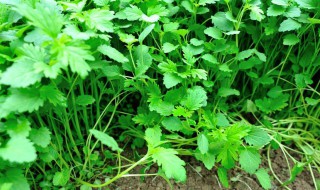 夏天35度怎样种植香菜 夏天香菜的种植方法和时间