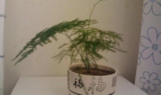 文竹的风水作用（文竹的风水作用禁忌）