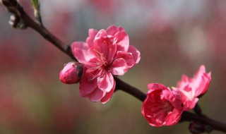 怎样催旺桃花运（怎样催旺桃花运气）