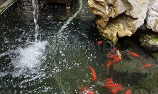 鱼池暴雨后怎么处理（暴雨后鱼池需要怎么管理）