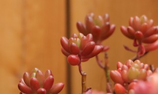 斩头插枝的方法（斩头是什么意思）